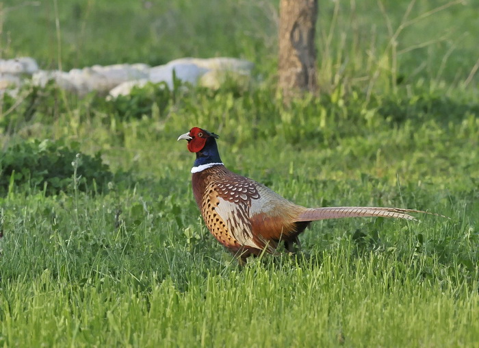 Phasianus colchicus - Fagiano